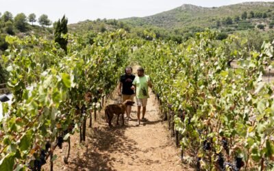 Tossut: quan l’excel·lència arrela al territori